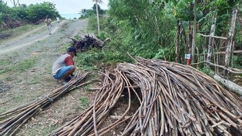 生産林の6,880万ヘクタールを有し、アグス・グミワン産業大臣:インドネシアは世界の籐のニーズの80%を供給することができます