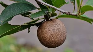 Kenali 6 Manfaat Mengonsumsi Buah Sawo untuk Tubuh yang Lebih Sehat