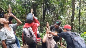 Selain di Kalimantan, Akar Bajakah yang Berkhasiat Jadi Obat juga Ditemukan di Bonjol Pasaman Sumbar