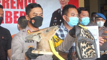    Polisi Buru Pemasok Satwa Langka kepada Perajin di Jember