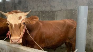 Jelang Iduladha 2026, Penjualan Hewan Kurban di Jakarta Naik, Kambing Lebih Dulu Ludes 