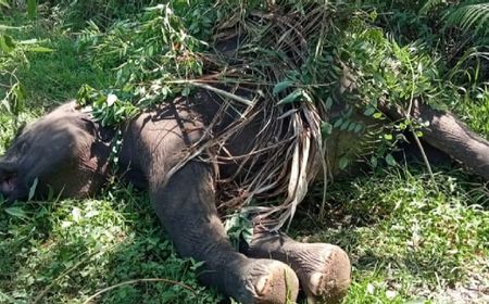 Kawat Listrik yang Dipasang Warga Aceh Tengah di Area Perkebunan Tewaskan Gajah Jantan