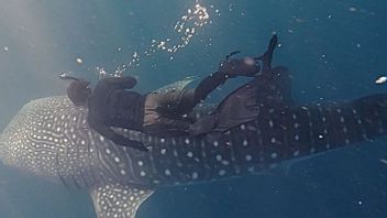 إيست كوتاي تقدم السياحة البحرية الجديدة ، أسفل البابا ، جزيرة ميانغ