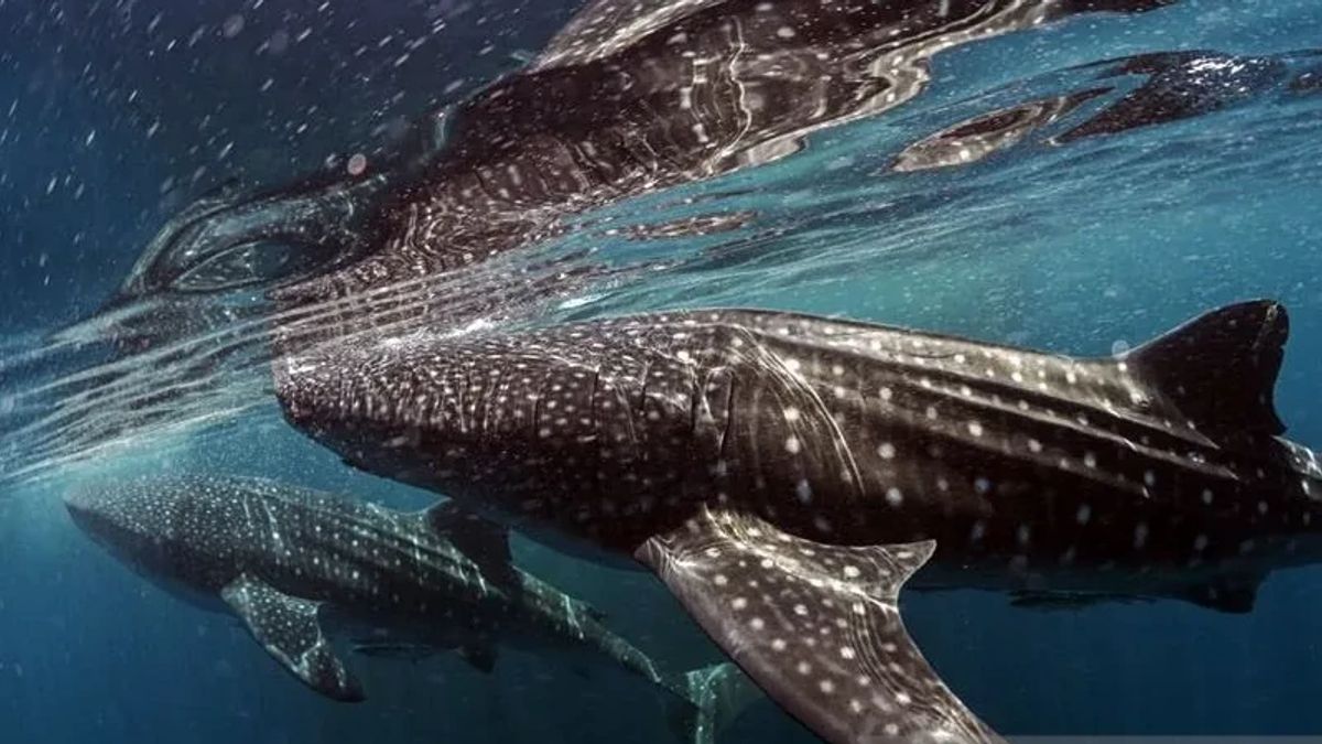 Governor Zul Asks NTB Provincial Government To Involve Local Government To Advance Whale Shark Tourism