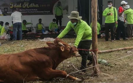 63 Ribu Hewan Kurban Masuk Jakarta Penuhi Kebutuhan Iduladha 1445 H