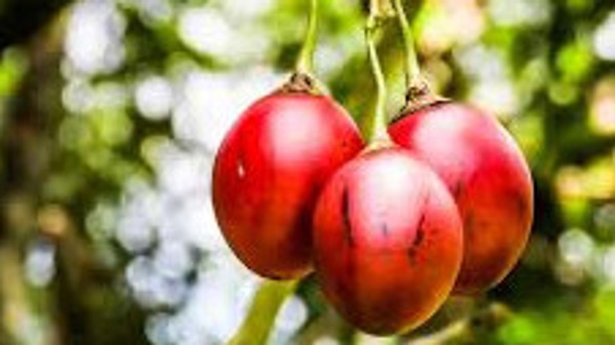 6 Manfaat Terong Belanda untuk Kesehatan yang Perlu Anda Ketahui, di Antaranya Jaga Kesehatan Kulit dan Mata