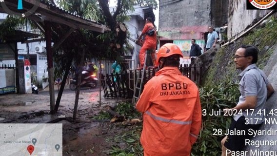 雅加达大雨导致Timpa Bajaj的12棵Tumbang树