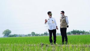 Mentan Syahrul Yasin Limpo Dorong Karawang Jadi Model Pertanian yang Bisa 3 Kali Panen dalam Setahun