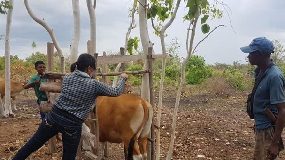 Pemda NTT Siapkan 250 Hektare untuk Kawasan Peternakan di Besipae