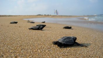 预计今年将有4万只岩龟幼龟到达大海，巢穴受到政府保护 