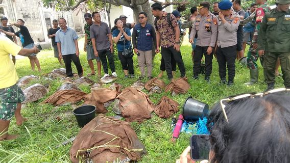 22 Penyu Hijau dan Sisik Ditemukan di Pantai Bali, Diduga Diselundupkan 