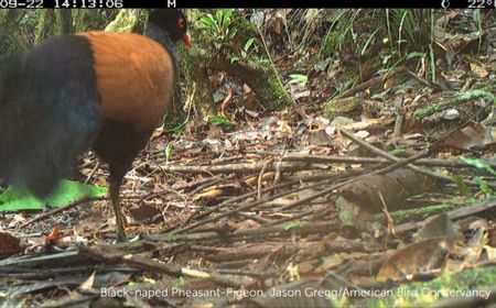 Terakhir Didokumentasikan Tahun 1882, Burung Merpati Kepala Hitam Terlihat di Papua Nugini