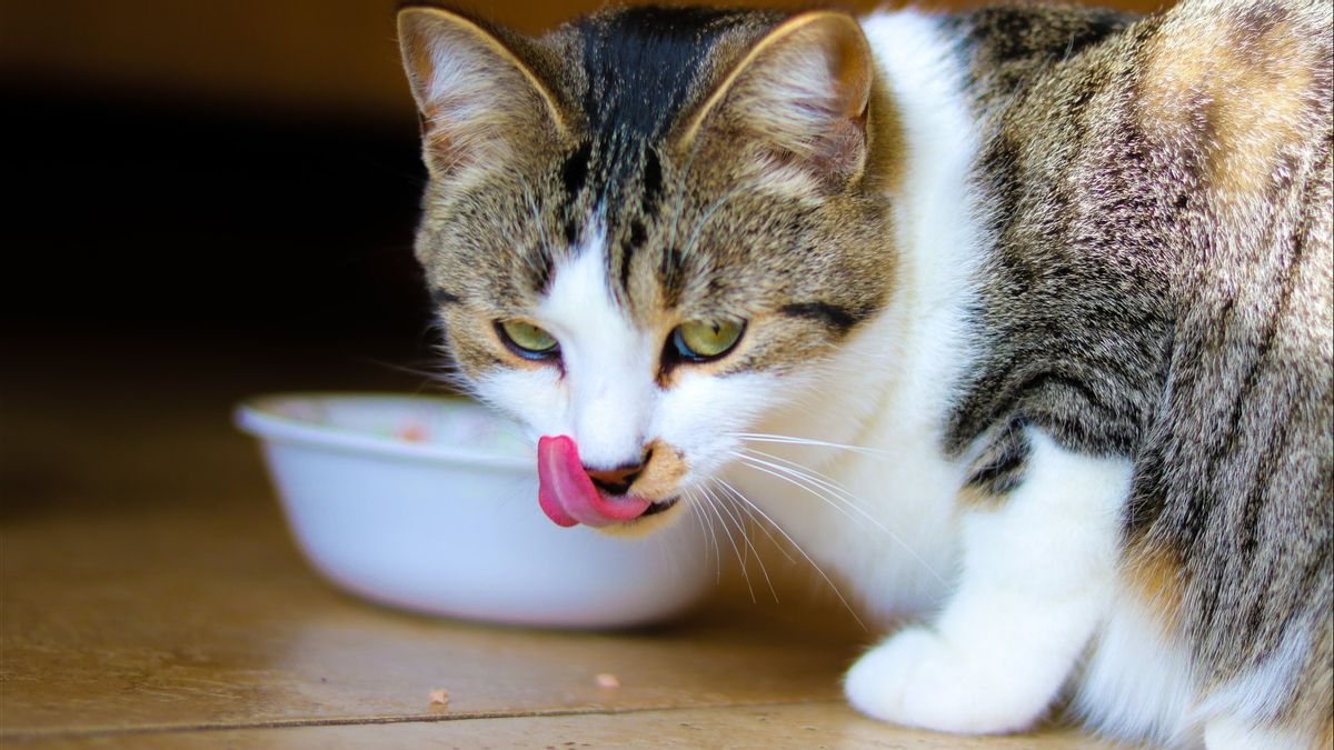 5 Tips Memilih Merek Makanan Kucing yang Sehat