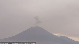    Gunung Semeru Tiga Kali Erupsi, Tinggi Letusan Capai 800 Meter