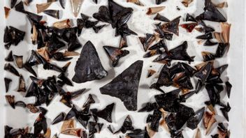 澳大利亚科学家在印度洋发现鲨鱼祖先的坟墓