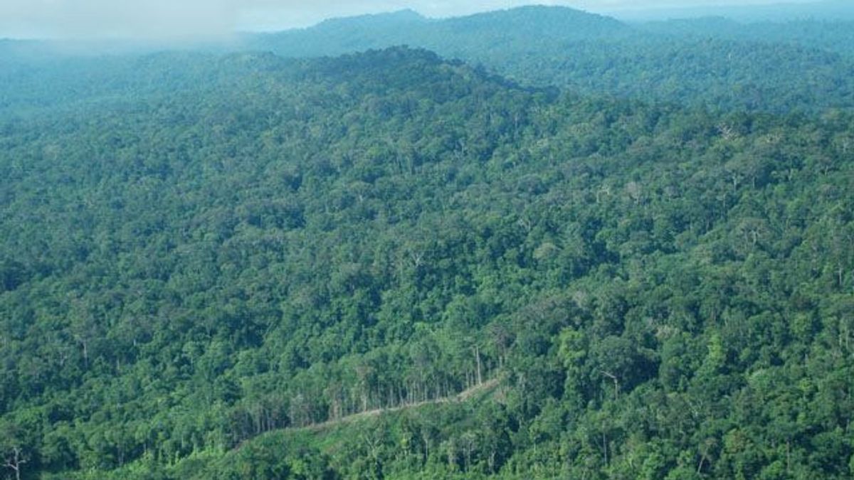 4 Days Ago Jokowi Speaks Firmly Removing Forestry Permits, But Now Central Kalimantan Forestry Office Has Not Received Decree Revocation Of Concession