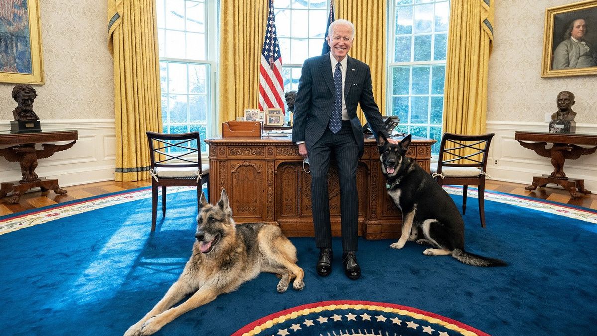 白宫安全官员，乔·拜登总统的德国牧羊犬遣返