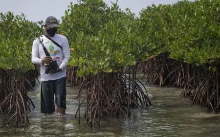 Potensi Tsunami di Pantai Soge Pacitan, BNPB Ajak Warga Mitigasi dengan Tanam Mangrove