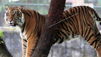 The Sumatran Tiger That Entered The PLTMH Area In West Pasaman Was Monitored To Return To Its Habitat