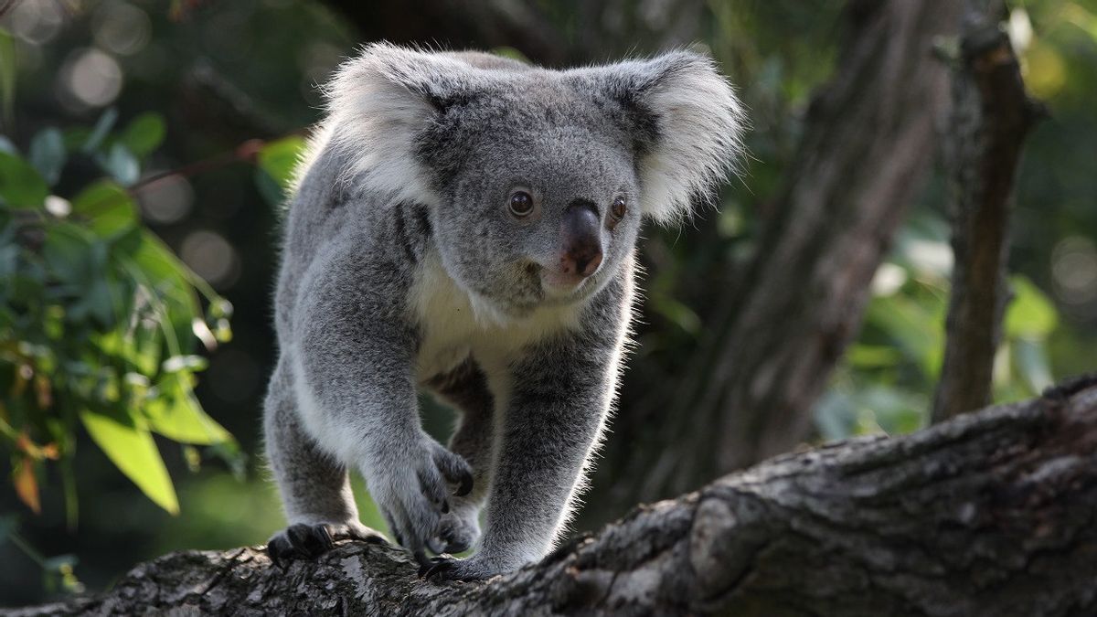 Pantau Aktivitas Koala di Perkotaan, Peneliti Australia Pasang Kamera dengan AI