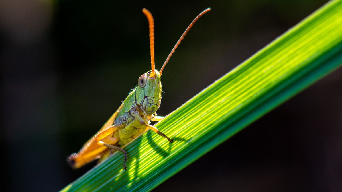 Main Enemy Of Farmers In Sumba, Locust Pest Will Be Handled By The NTT Provincial Government Together With The United Nations Agricultural Organization
