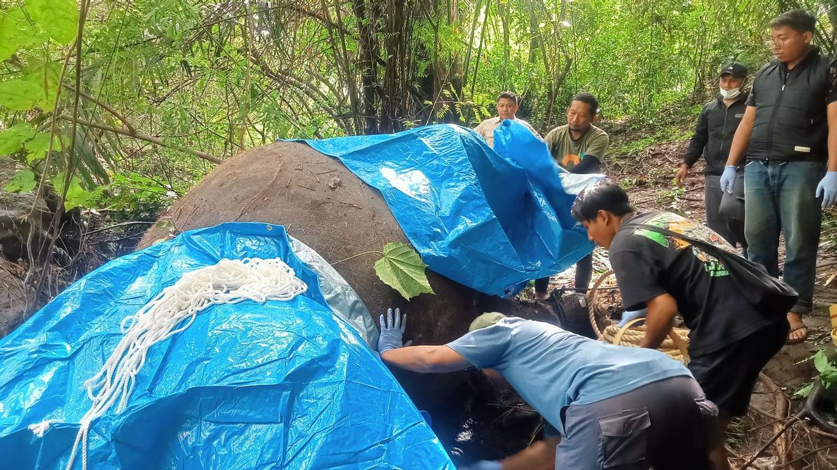 Gajah Molly Mati Terseret Arus Sungai Cengceng Gianyar Bali