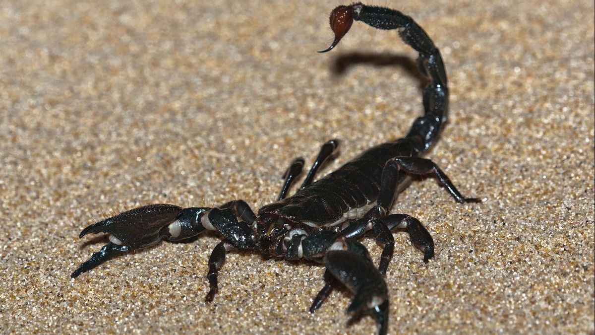 A Breeder Breeds 20 Thousand Scorpions, The Price Of Poison Per Liter Reaches IDR 147 Billion