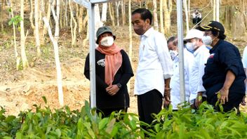 Reviewing Mentawir Nursery In East Kalimantan, Jokowi: IKN Development Begins With Land Rehabilitation