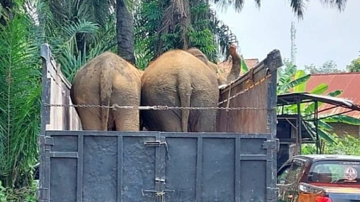 South Sumatra BKSDA Sends Three Female Elephants To Jambi