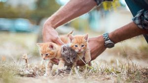 Bags Of Traces Of Perpetrators, Police Spilled Viral Cases Of Cat Torture To Malaysian Animal Department