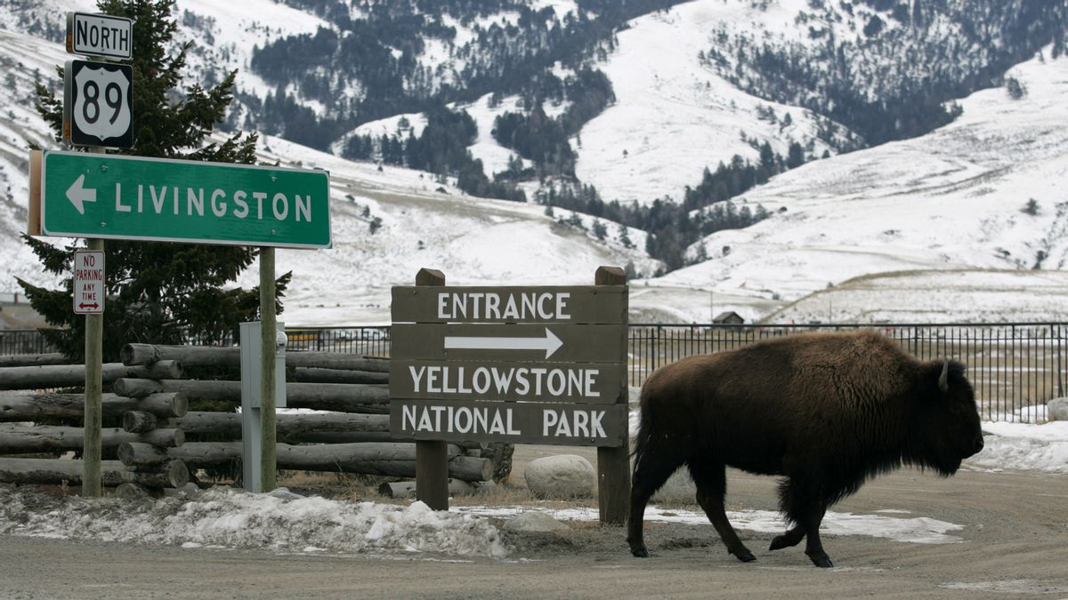 Accused Of Kicking Bison While Drunk In National Park And Injured, This Man Was Arrested And Faced With Four Indictments