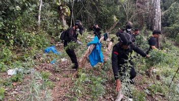 réscensure : 2 hectares de plantations de marijuana à Madina Sumut, abolites par BNN et Brimob