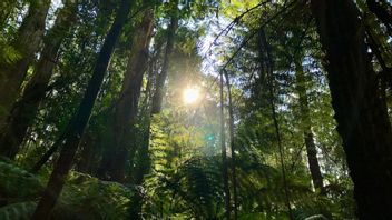 甘东气候force,NTT将创建世界上第一座智能雨林