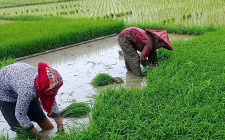 Persediaan Pupuk Bersubsidi di Kabupaten Lebak Terpenuhi untuk Musim Tanam Ketiga