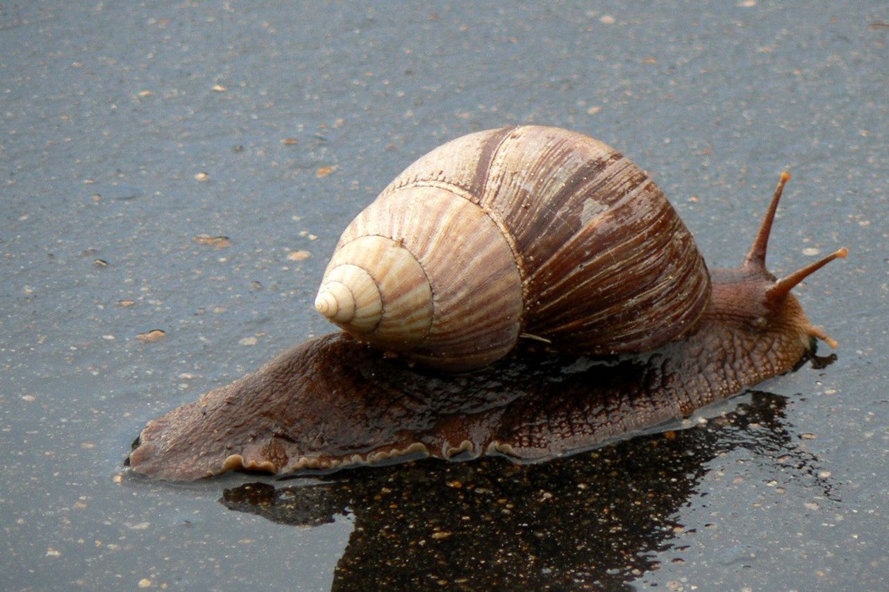 何百もの巨大なカタツムリがフロリダを 乗っ取る 植物を殺し 人間へのまれな髄膜炎の伝染を脅かす 何百もの巨大なカタツムリがフロリダを 乗っ取る 植物を殺し 人間へのまれな髄膜炎の伝染を脅かす