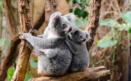 Ilmuwan: Membekukan Sperma Koala Dapat Menyelamatkan Mereka dari Kepunahan