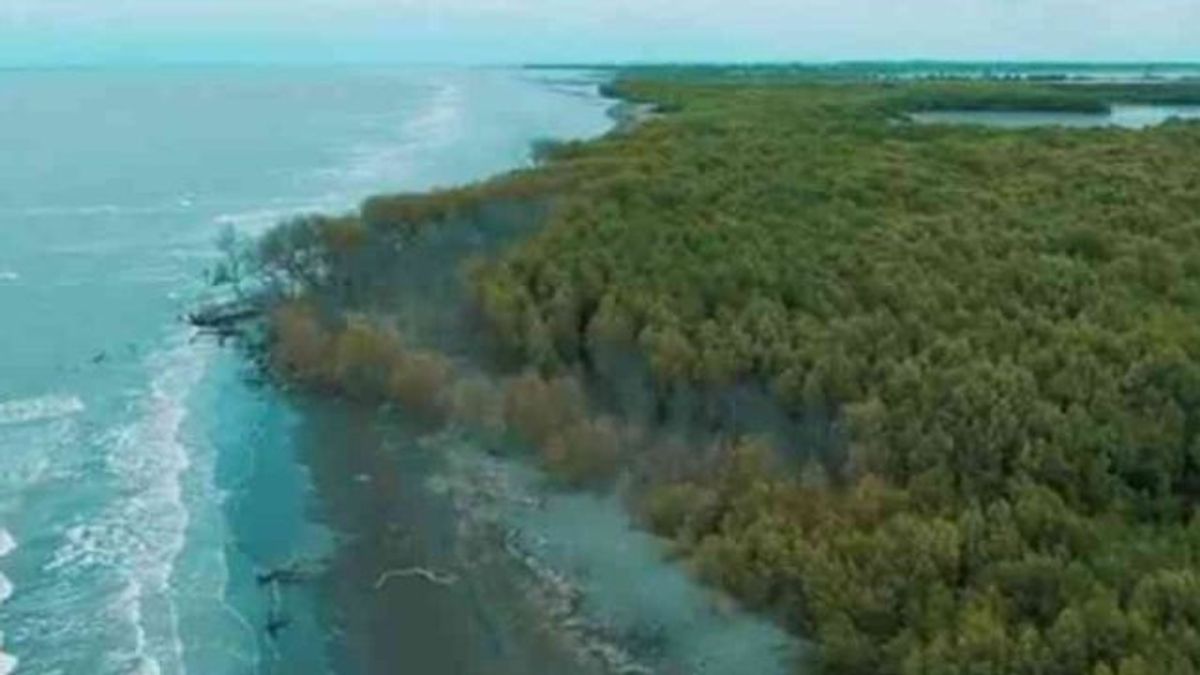 Pantai Muaragembong Abrasi 2.463 Hektare, Pemkab Bekasi Cari Solusi