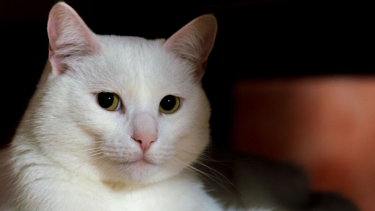 It Turns Out That Not All White Cats Are Albino, Recognize The Facts ...