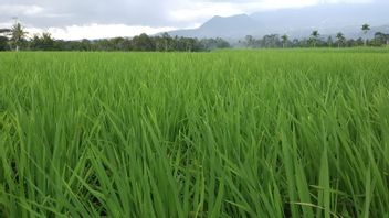 Drought Due To Long Drought, Tanah Datar Regency In West Sumatra Threatened With Crop Failure
