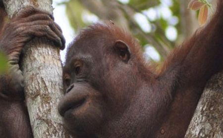 Pengelolaan Hutan Lestari Tingkatkan Populasi Orang Utan di Kaltim