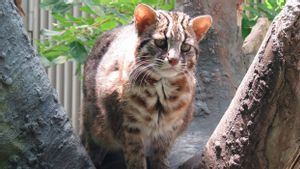 Peneliti Temukan "Bahan Kimia Abadi" di Organ Kucing Liar Asli Tsushima Jepang