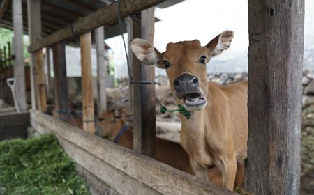 Kasus Pembuangan Kepala Sapi Sisa Penyembelihan Kurban di Kupang, 2 Orang Ditangkap Polisi