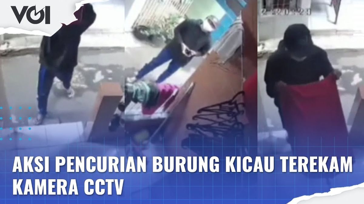 VIDEO: Aksi Pencurian Burung Kicau Dilakukan Pasangan Kekasih Terekam Kamera CCTV