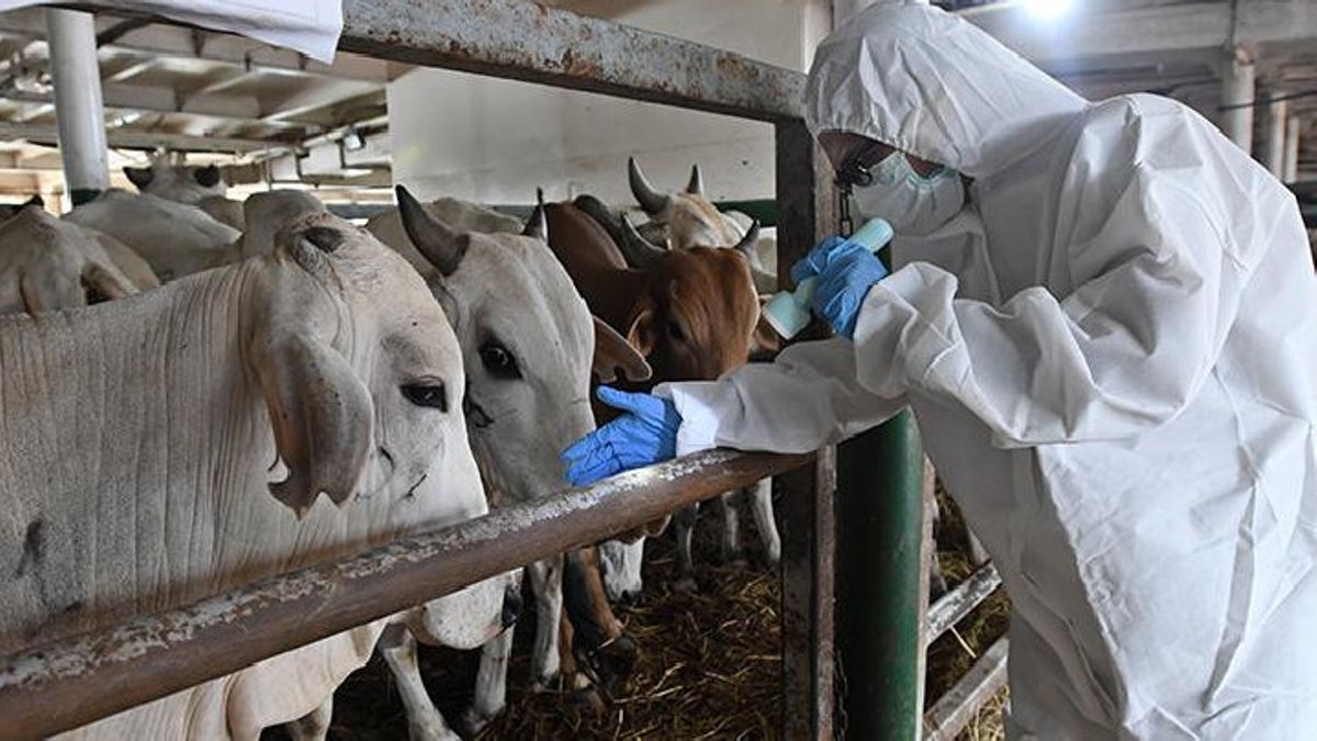 1,241,297 Livestock In Indonesia Have Been Injected With PMK Vaccines