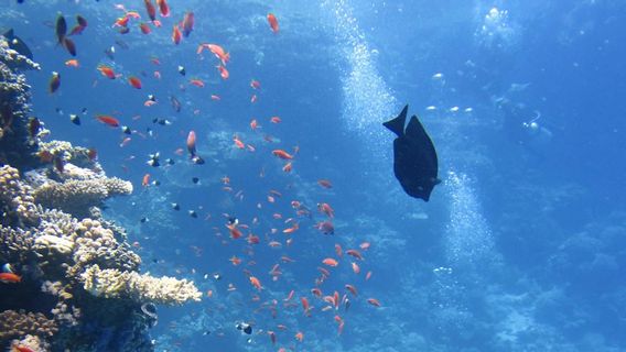 3 attractions à eau d’hôtes à Gorontalo, voyez une vue d’eau sous-marine