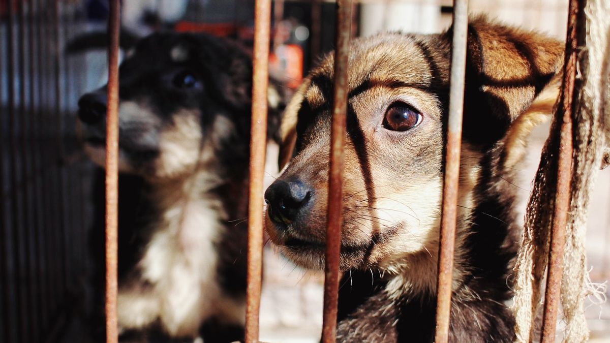Kematian Anjing Bernama Canon Viral, Animal Defender Datang ke Aceh Singkil