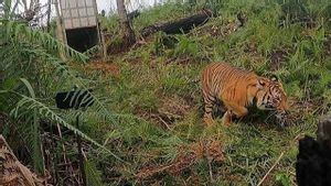 Tim FKL Aceh Selatan Diserang Harimau, Empat Orang Alami Luka