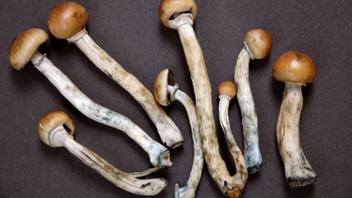 Khasiat Magic Mushroom, Bisa Tumbuhkan Kembali Saraf yang Putus