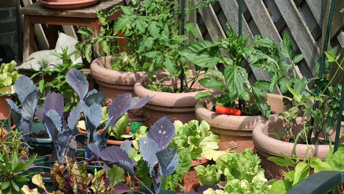 7 طرق لجعل الحديقة الصغيرة في المطبخ ، وجعل الطهي أسهل