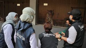 Distamhut DKI: Virus COVID-19 dari Harimau Sumatera Tak Menular ke Manusia